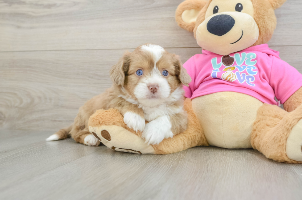 6 week old Saussie Puppy For Sale - Seaside Pups