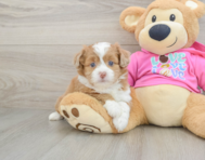6 week old Saussie Puppy For Sale - Seaside Pups