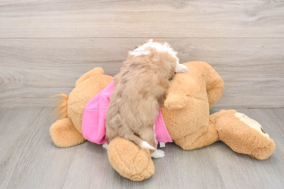 Saussie Puppy for Adoption