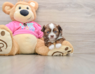 5 week old Saussie Puppy For Sale - Seaside Pups