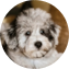 Mini Schnoodle Puppy For Sale - Seaside Pups Mini Schnoodle Puppy For Sale - Seaside Pups