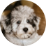 Mini Schnoodle Puppies For Sale - Seaside Pups Mini Schnoodle Puppies For Sale - Seaside Pups