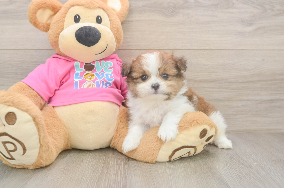 5 week old Shih Pom Puppy For Sale - Seaside Pups