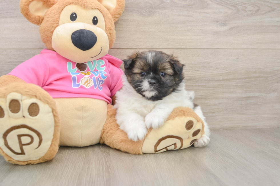 Shih Pom Pup Being Cute
