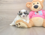 6 week old Shih Pom Puppy For Sale - Seaside Pups