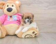 5 week old Shih Pom Puppy For Sale - Seaside Pups