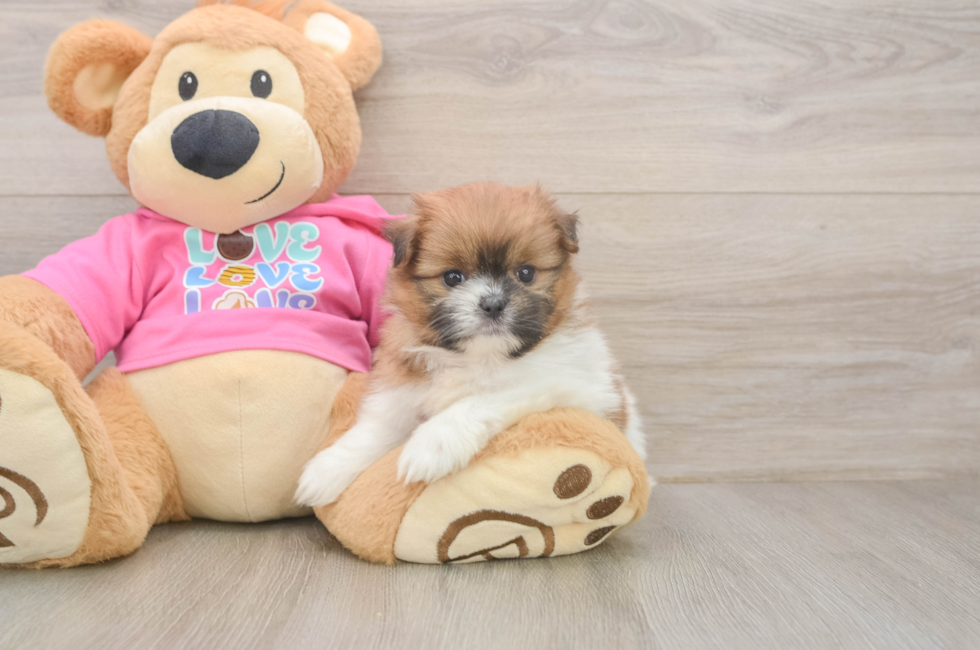 5 week old Shih Pom Puppy For Sale - Seaside Pups