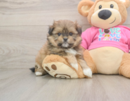5 week old Shih Pom Puppy For Sale - Seaside Pups
