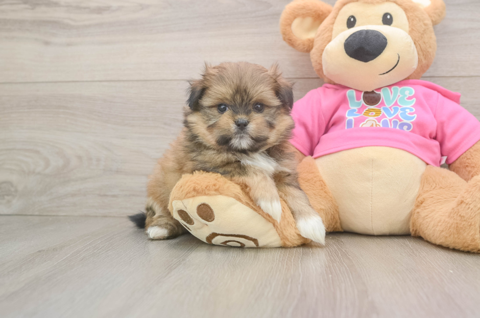 5 week old Shih Pom Puppy For Sale - Seaside Pups
