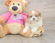 5 week old Shih Pom Puppy For Sale - Seaside Pups