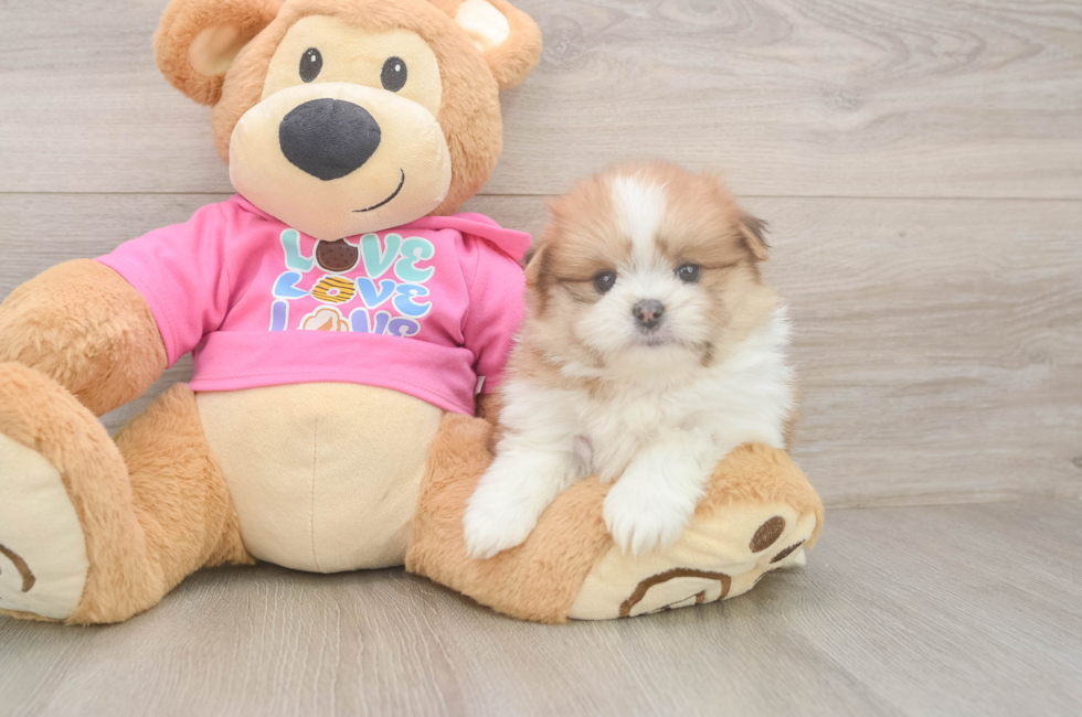 5 week old Shih Pom Puppy For Sale - Seaside Pups