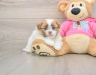 6 week old Shih Pom Puppy For Sale - Seaside Pups