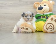 7 week old Shih Pom Puppy For Sale - Seaside Pups