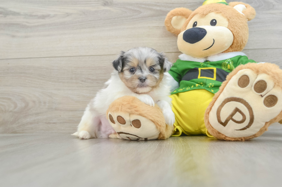 6 week old Shih Pom Puppy For Sale - Seaside Pups