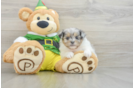 Smart Shih Pom Designer Pup