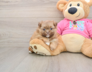 6 week old Shih Pom Puppy For Sale - Seaside Pups