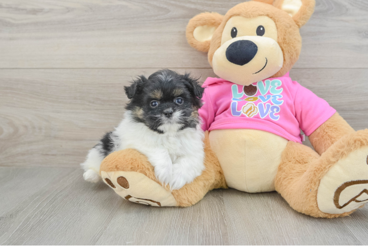 Energetic Shiranian Designer Puppy