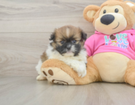 8 week old Shih Pom Puppy For Sale - Seaside Pups