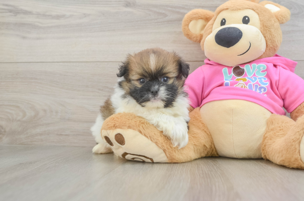 5 week old Shih Pom Puppy For Sale - Seaside Pups