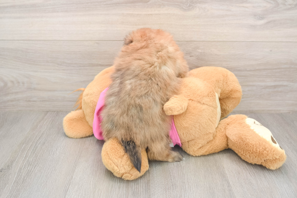 Shih Pom Pup Being Cute