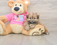 5 week old Shih Pom Puppy For Sale - Seaside Pups