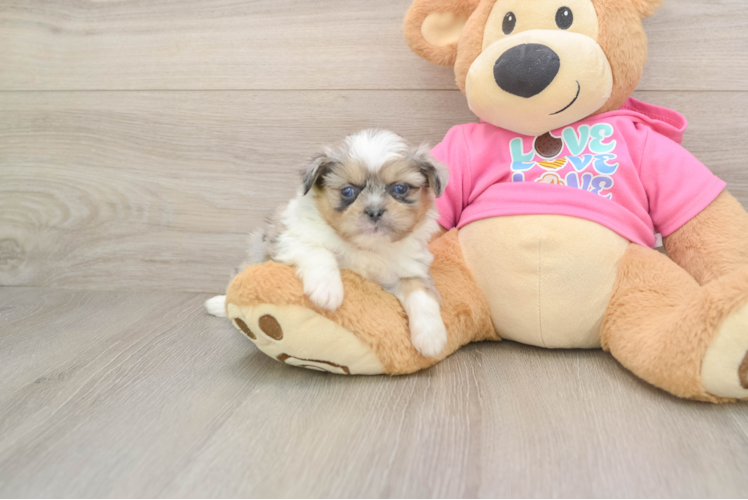 Best Shih Pom Baby