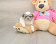 5 week old Shih Pom Puppy For Sale - Seaside Pups