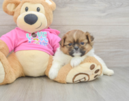 6 week old Shih Pom Puppy For Sale - Seaside Pups