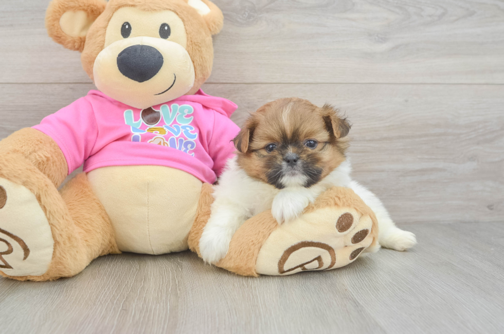 5 week old Shih Pom Puppy For Sale - Seaside Pups