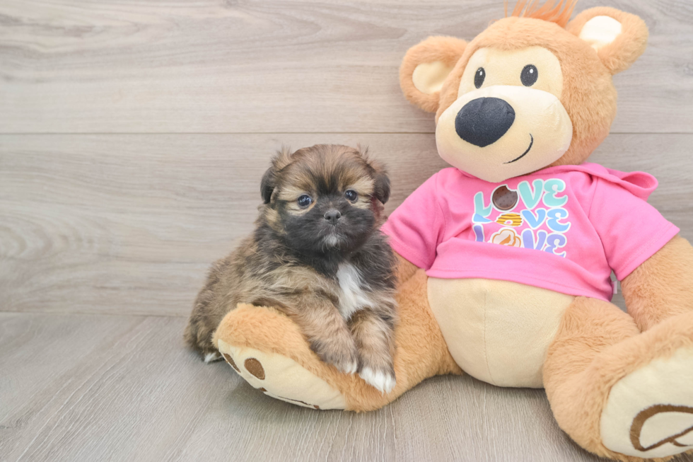 Shih Pom Puppy for Adoption