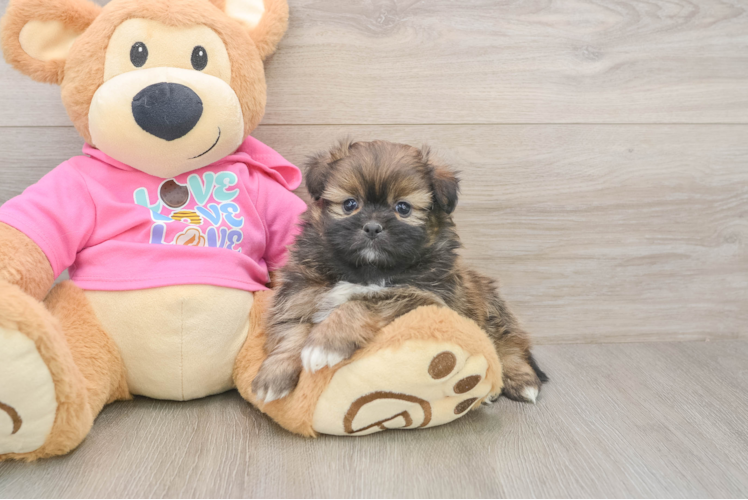 Shih Pom Pup Being Cute