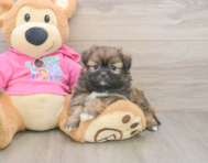 5 week old Shih Pom Puppy For Sale - Seaside Pups