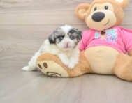 5 week old Shih Pom Puppy For Sale - Seaside Pups