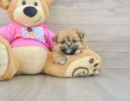 7 week old Shih Pom Puppy For Sale - Seaside Pups