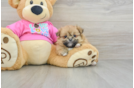 Shih Pom Puppy for Adoption