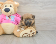 8 week old Shih Pom Puppy For Sale - Seaside Pups