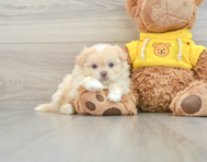 6 week old Shih Pom Puppy For Sale - Seaside Pups