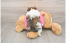 Shih Pom Pup Being Cute