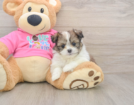 6 week old Shih Pom Puppy For Sale - Seaside Pups