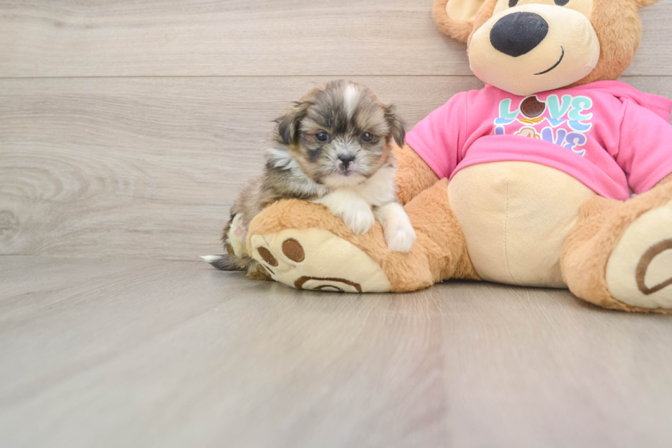 Popular Shih Pom Designer Pup