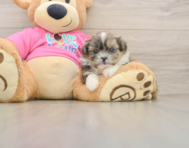 5 week old Shih Pom Puppy For Sale - Seaside Pups
