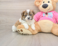 5 week old Shih Pom Puppy For Sale - Seaside Pups
