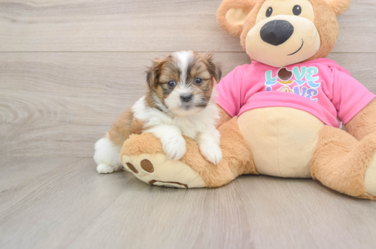 Best Shih Pom Baby