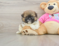 7 week old Shih Pom Puppy For Sale - Seaside Pups