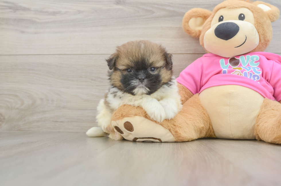 5 week old Shih Pom Puppy For Sale - Seaside Pups