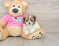 5 week old Shih Pom Puppy For Sale - Seaside Pups