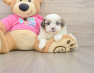 5 week old Shih Pom Puppy For Sale - Seaside Pups