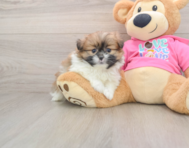 5 week old Shih Pom Puppy For Sale - Seaside Pups
