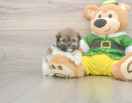 5 week old Shih Pom Puppy For Sale - Seaside Pups
