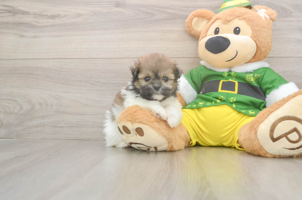 5 week old Shih Pom Puppy For Sale - Seaside Pups